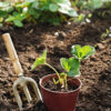 organic-strawberry-plants-sale-archer-strawberry-barrie