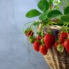 potted-organic-strawberry-plants-for-sale-maria-des-bois-barrie-ontario