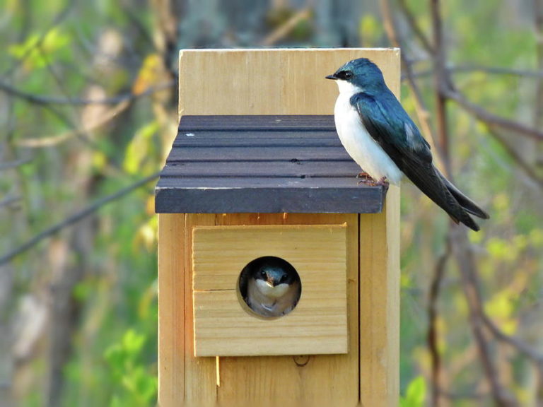 Cedar Tree Swallow Bird House (Long Lasting / NonToxic) Eden Green Farm