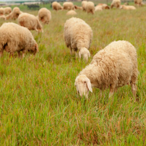 organic-grassfed-halal-lamb