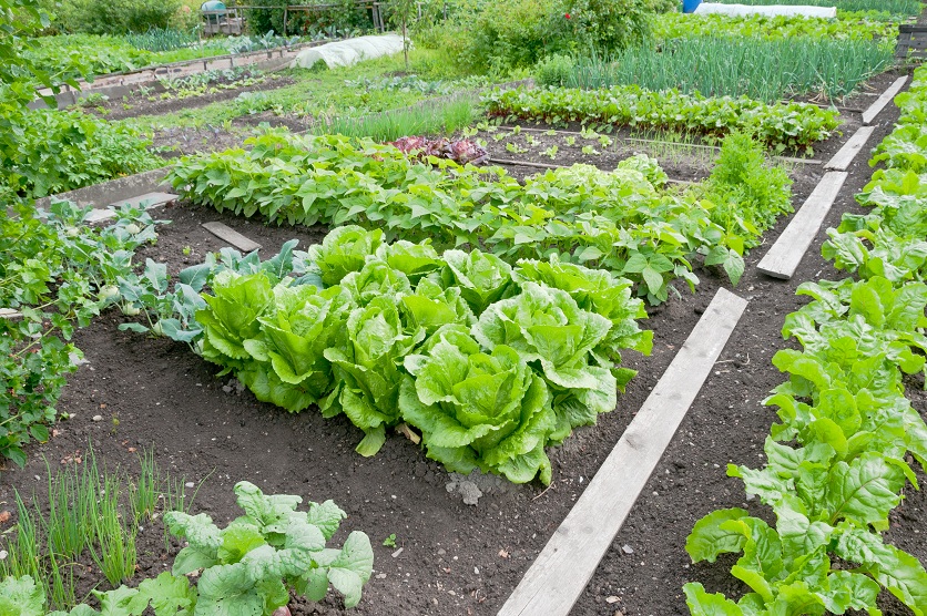 barrie-organic-csa-garden-vegetables