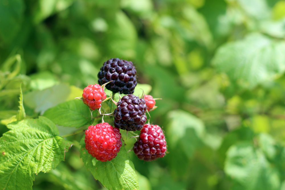 organic-raspberry-farm-barrie-ontario