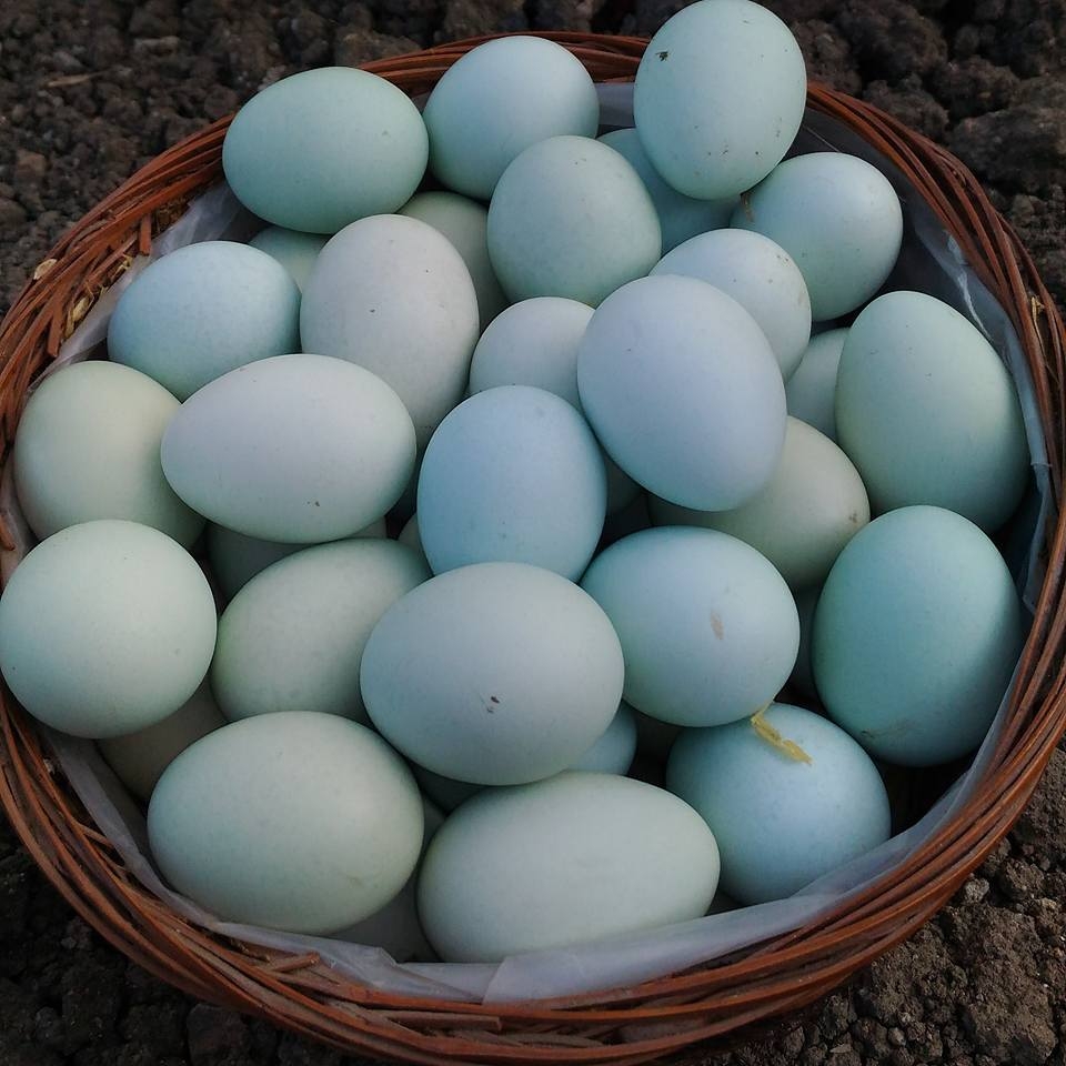 Organic Fertilized Eggs Blue Egg Layers Eden Green Farm
