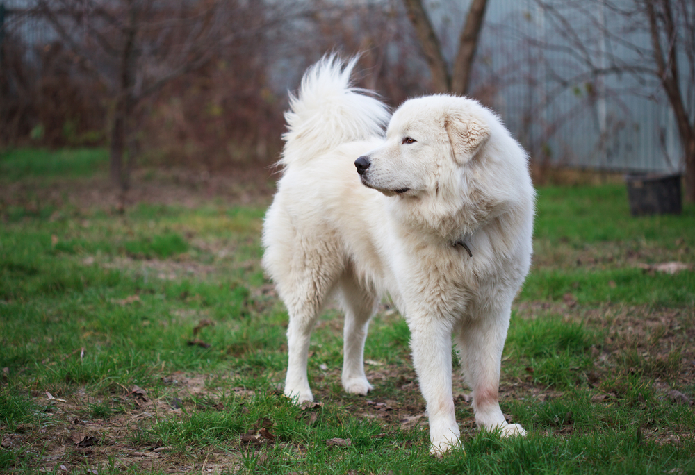 Maremma Sheepdog (Livestock Guardian Dog) – Maremma Breeder in Ontario ...