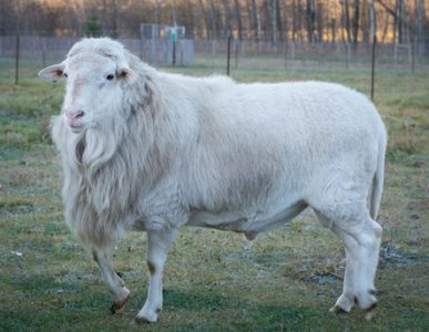 Dorper/Katahdin Hair Lamb — Red Cedar Ranch