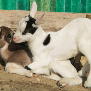Goat Care Workshop (Hands on & on the Farm)