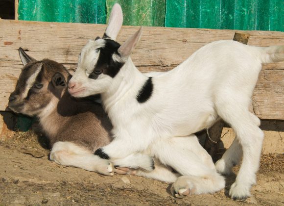 Goat Care Workshop (Hands on & on the Farm)