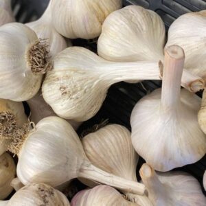 organic-portuguese-garlic-bulbs-for-plating-eating