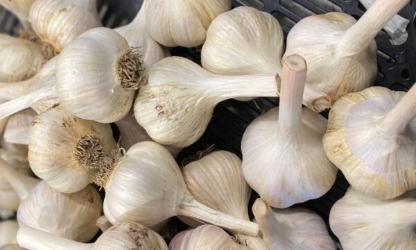 organic-portuguese-garlic-bulbs-for-plating-eating