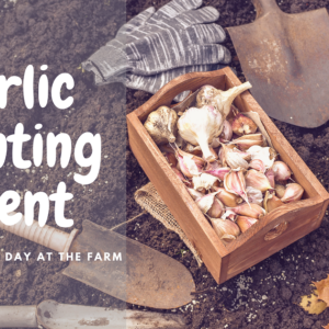 kids-farm-garlic-planting-events-ontario-toronto
