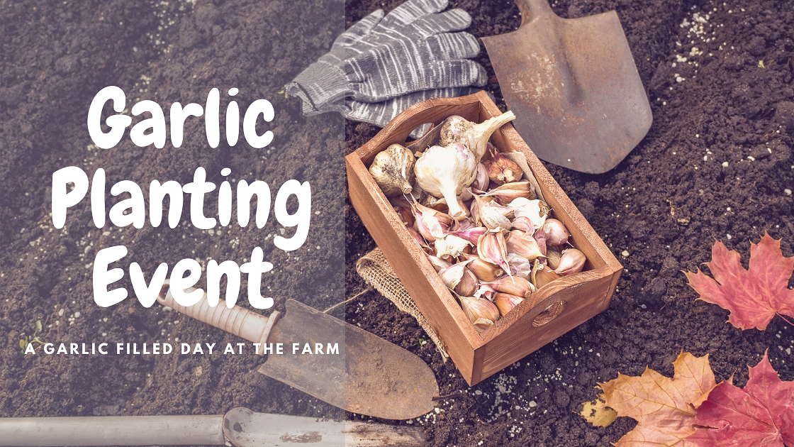 kids-farm-garlic-planting-events-ontario-toronto