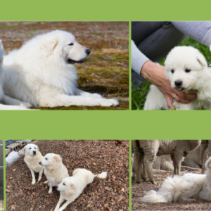 Guardian Dogs