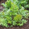 established-lovage-plant-for-sale