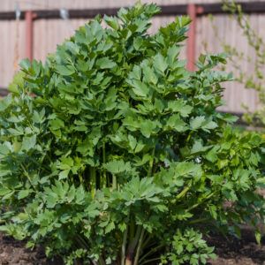 organic-lovage-plant-perennial-celery
