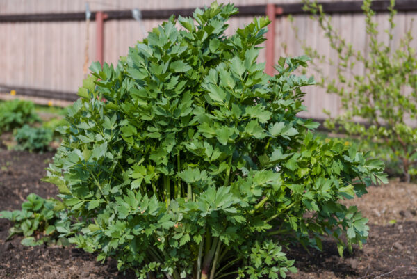 organic-lovage-plant-perennial-celery