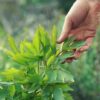 organic-wild-celery-perennial