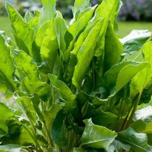 seedless-sorrel-organic-perennial-sale-plant-establish-potted